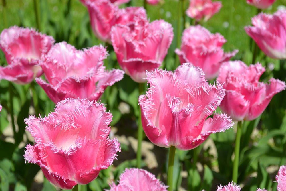 Peter's Mixture of Fringed Tulips - The Irish Gardener Store