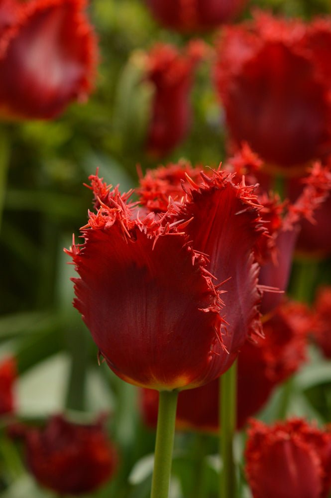 Peter's Mixture of Fringed Tulips - The Irish Gardener Store