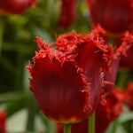 Peter's Mixture of Fringed Tulips - The Irish Gardener Store