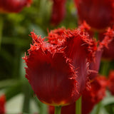 Peter's Mixture of Fringed Tulips - The Irish Gardener Store