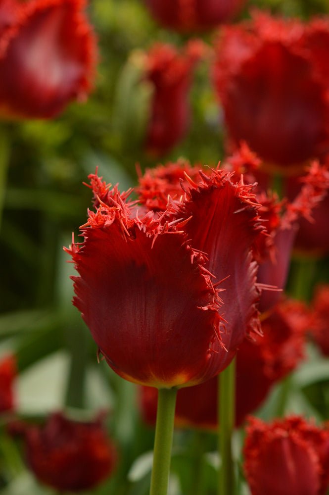 Peter's Mixture of Fringed Tulips - The Irish Gardener Store