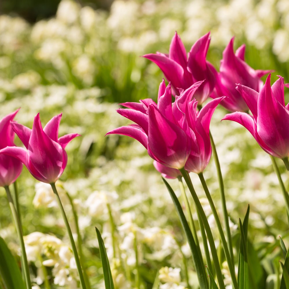 Peter's Mixture of Lily Flowering Tulips - The Irish Gardener Store