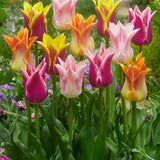 Peter's Mixture of Lily Flowering Tulips - The Irish Gardener Store