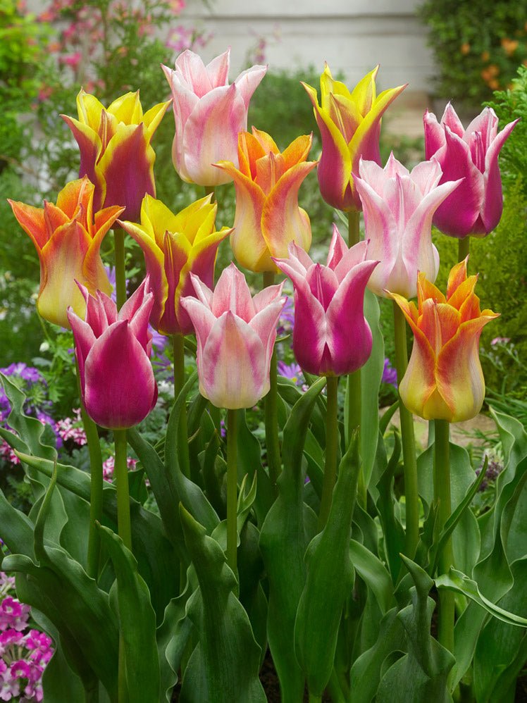 Peter's Mixture of Lily Flowering Tulips - The Irish Gardener Store