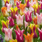 Peter's Mixture of Lily Flowering Tulips - The Irish Gardener Store
