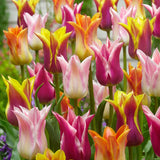 Peter's Mixture of Lily Flowering Tulips - The Irish Gardener Store