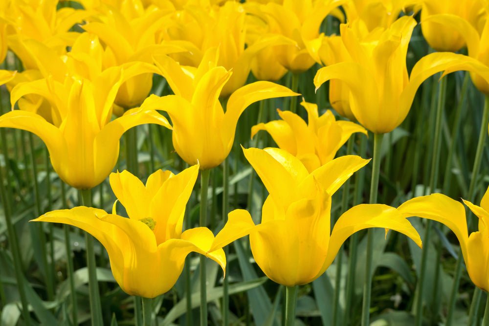 Peter's Mixture of Lily Flowering Tulips - The Irish Gardener Store