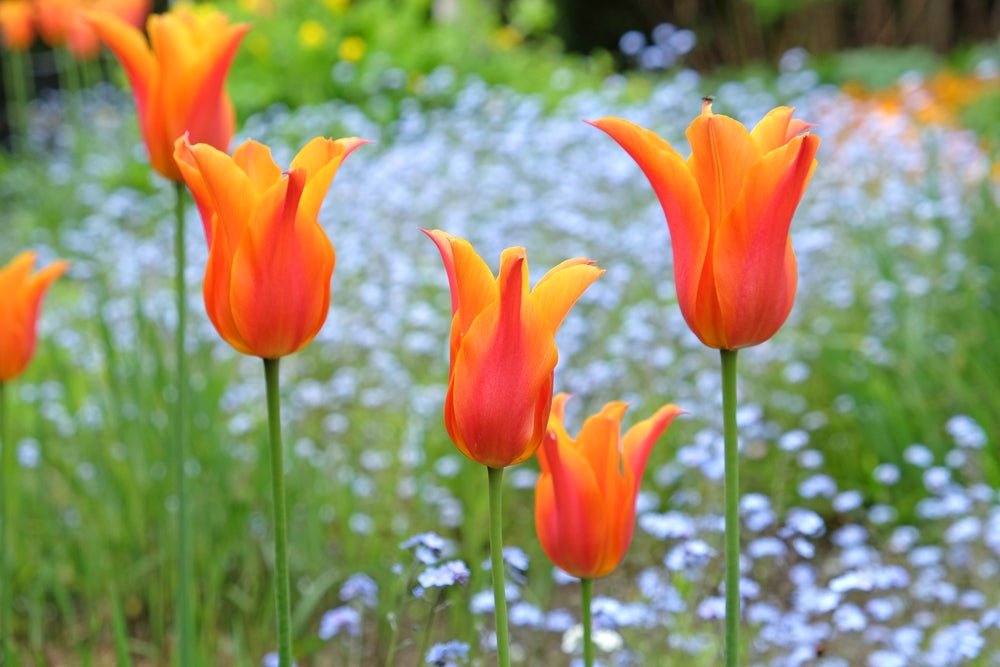 Peter's Mixture of Lily Flowering Tulips - The Irish Gardener Store