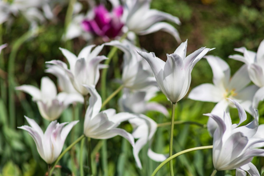 Peter's Mixture of Lily Flowering Tulips - The Irish Gardener Store