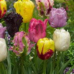 Peter's Mixture of Parrot Flowering Tulips - The Irish Gardener Store