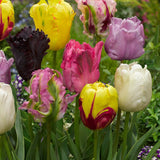 Peter's Mixture of Parrot Flowering Tulips - The Irish Gardener Store