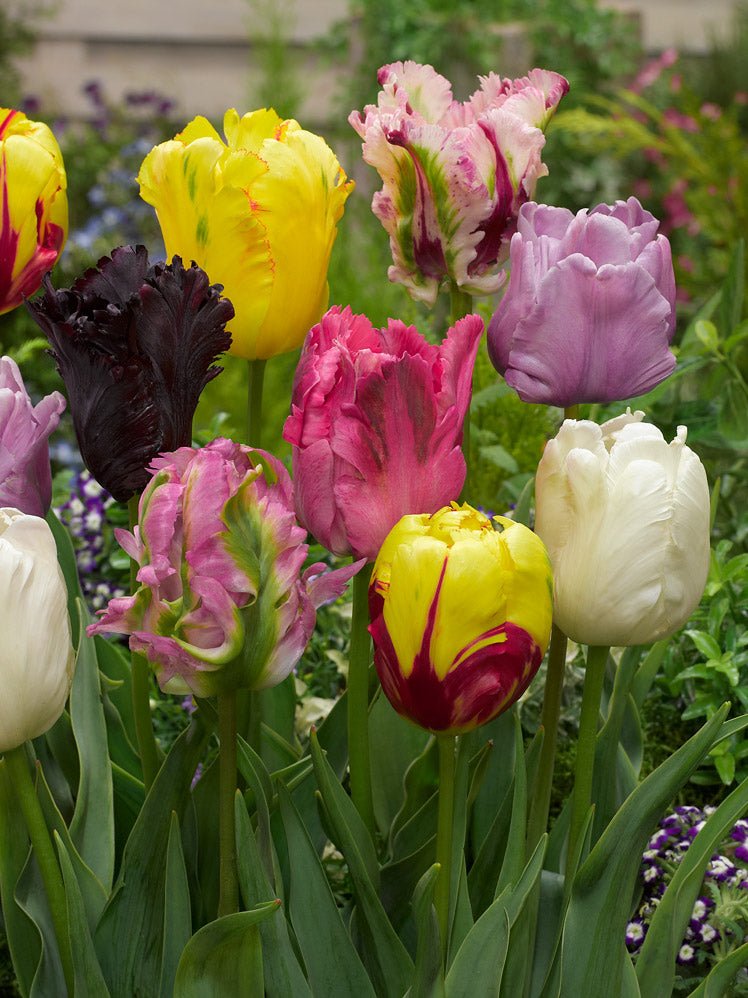 Peter's Mixture of Parrot Flowering Tulips - The Irish Gardener Store
