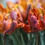 Peter's Mixture of Parrot Flowering Tulips - The Irish Gardener Store