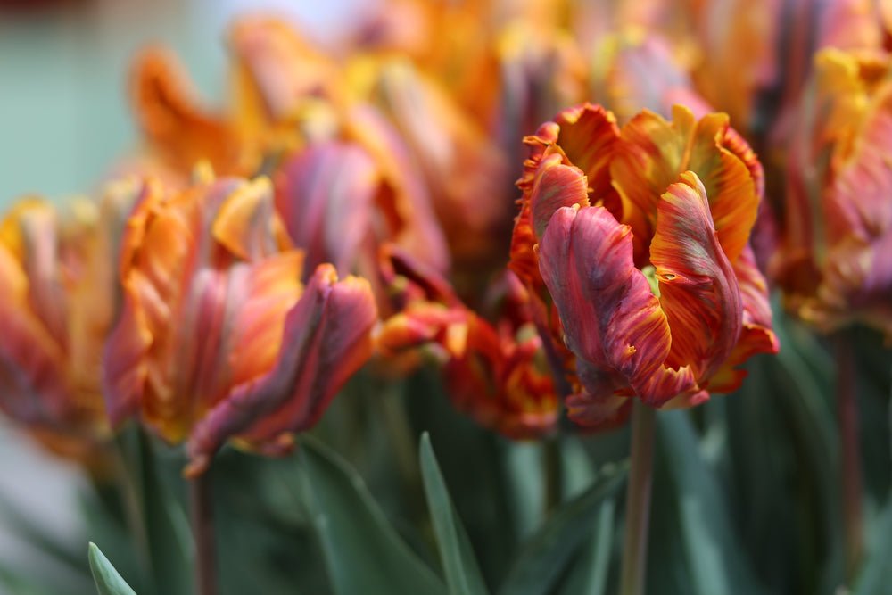 Peter's Mixture of Parrot Flowering Tulips - The Irish Gardener Store