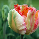 Peter's Mixture of Parrot Flowering Tulips - The Irish Gardener Store