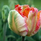 Peter's Mixture of Parrot Flowering Tulips - The Irish Gardener Store