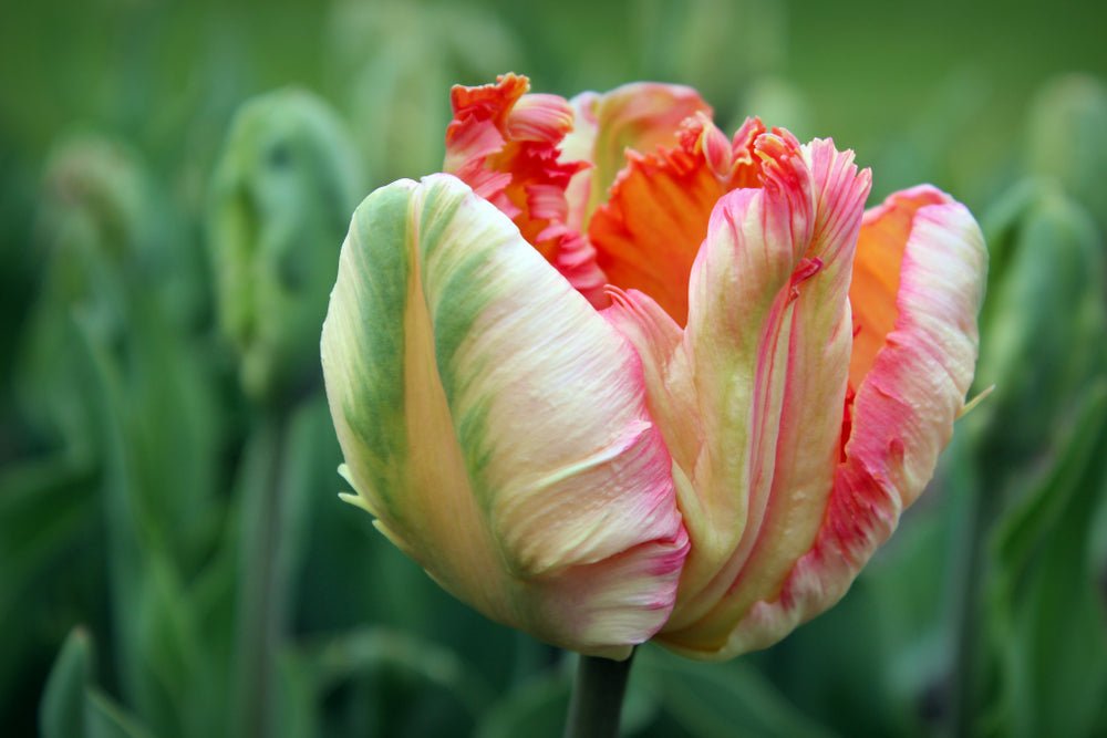 Peter's Mixture of Parrot Flowering Tulips - The Irish Gardener Store