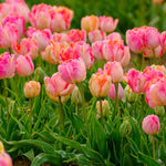 Peter's Mixture of Parrot Flowering Tulips - The Irish Gardener Store