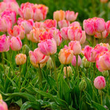 Peter's Mixture of Parrot Flowering Tulips - The Irish Gardener Store