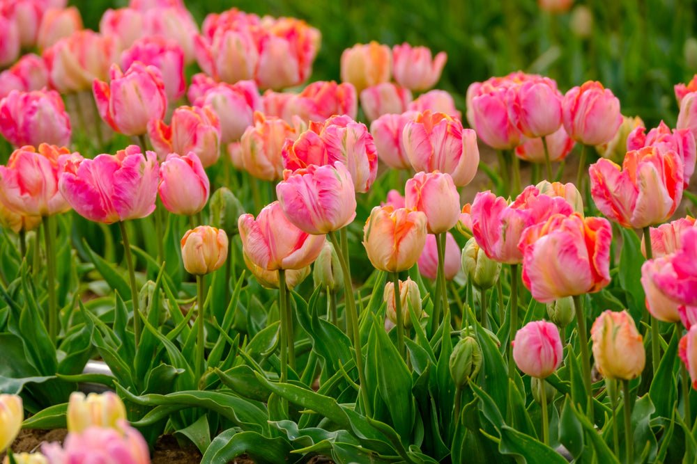 Peter's Mixture of Parrot Flowering Tulips - The Irish Gardener Store