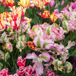 Peter's Mixture of Parrot Flowering Tulips - The Irish Gardener Store