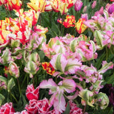 Peter's Mixture of Parrot Flowering Tulips - The Irish Gardener Store