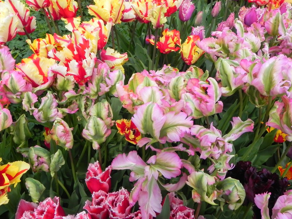 Peter's Mixture of Parrot Flowering Tulips - The Irish Gardener Store