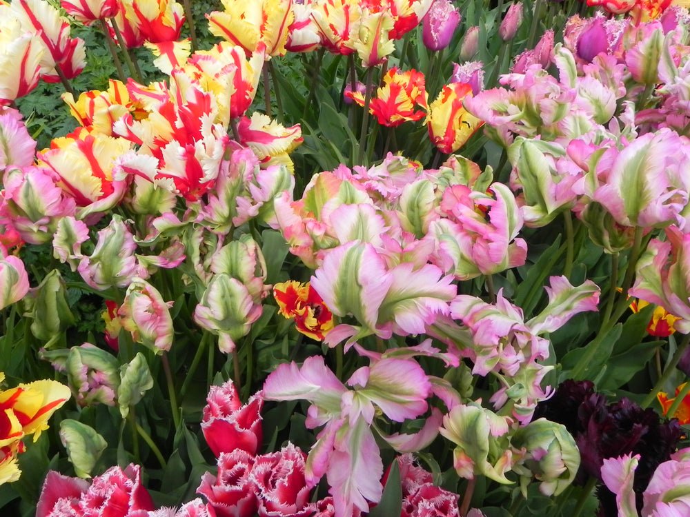 Peter's Mixture of Parrot Flowering Tulips - The Irish Gardener Store