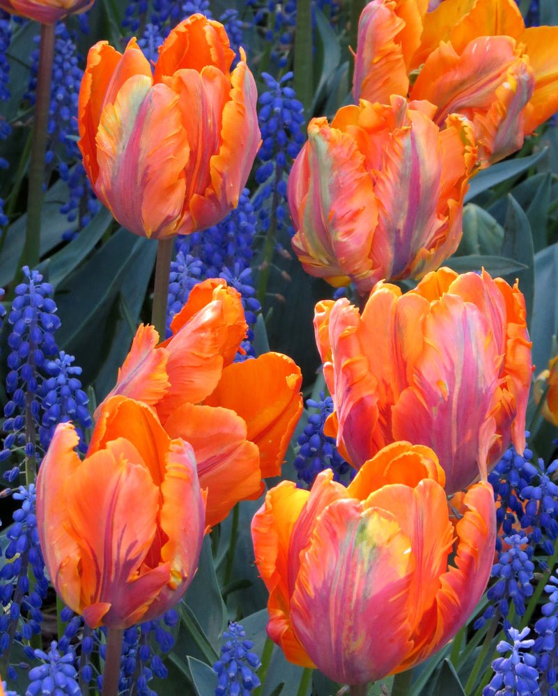 Peter's Mixture of Parrot Flowering Tulips - The Irish Gardener Store
