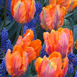 Peter's Mixture of Parrot Flowering Tulips - The Irish Gardener Store