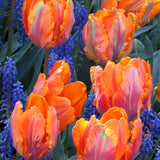Peter's Mixture of Parrot Flowering Tulips - The Irish Gardener Store