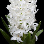 Peter's White Garden - The Irish Gardener Store