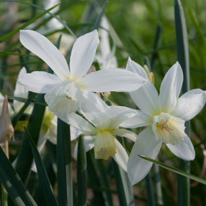 Peter's White Garden - The Irish Gardener Store