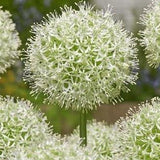 Peter's White Garden - The Irish Gardener Store