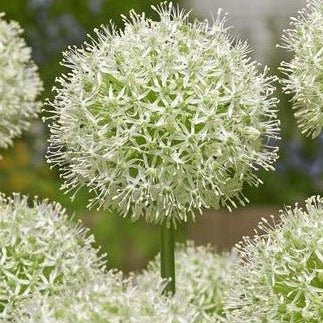 Peter's White Garden - The Irish Gardener Store