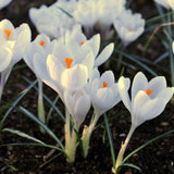 Peter's White Garden - The Irish Gardener Store