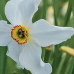 Peter's White Garden - The Irish Gardener Store