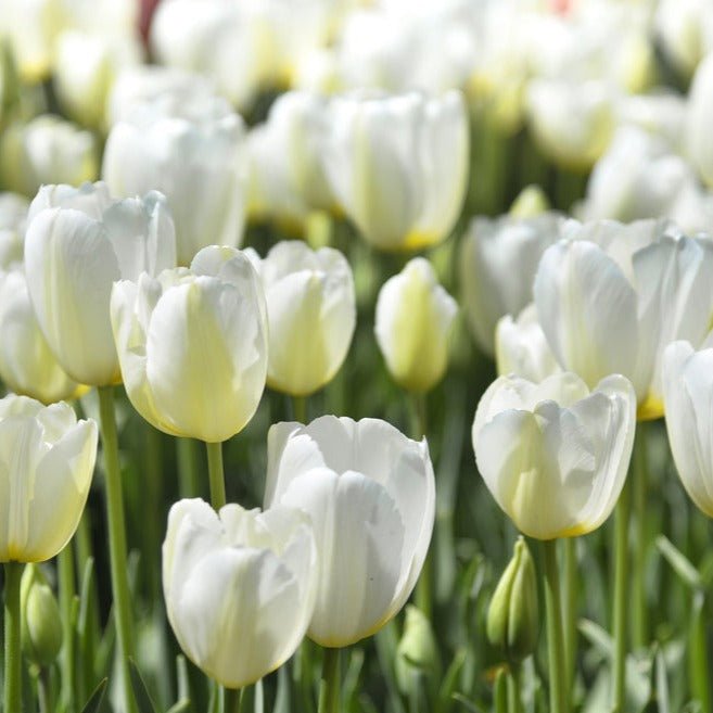 Peter's White Garden - The Irish Gardener Store
