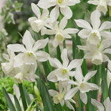 Peter's White Garden - The Irish Gardener Store