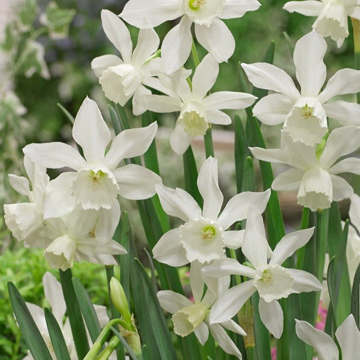 Peter's White Garden - The Irish Gardener Store