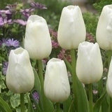 Peter's White Garden - The Irish Gardener Store