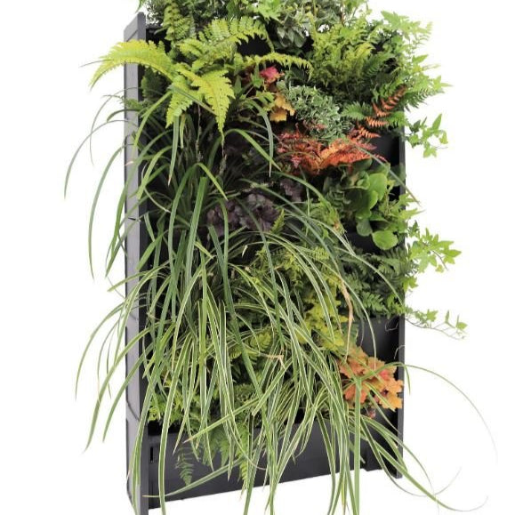 Plant Box Living Wall System - The Irish Gardener Store, PlantBox Living Wall System featuring a lush arrangement of ferns and plants, showcasing its modular and stackable design for creating vertical gardens indoors or outdoors.