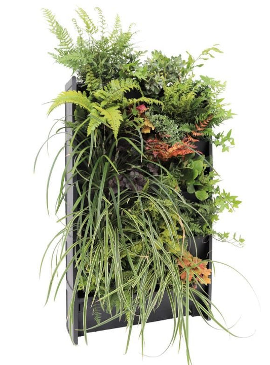 Plant Box Living Wall System - The Irish Gardener Store