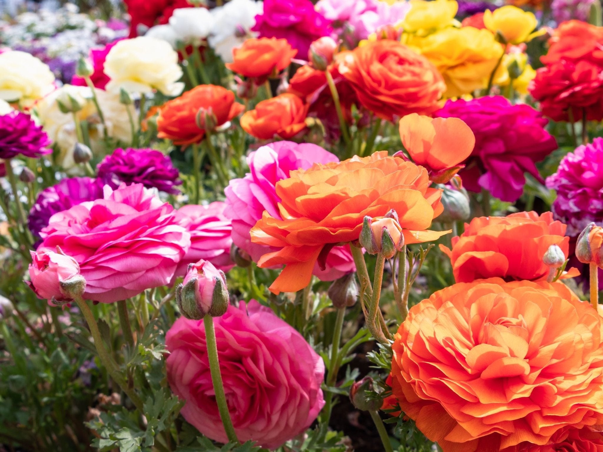 Ranunculus - The Irish Gardener Store
