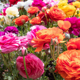 Ranunculus - The Irish Gardener Store