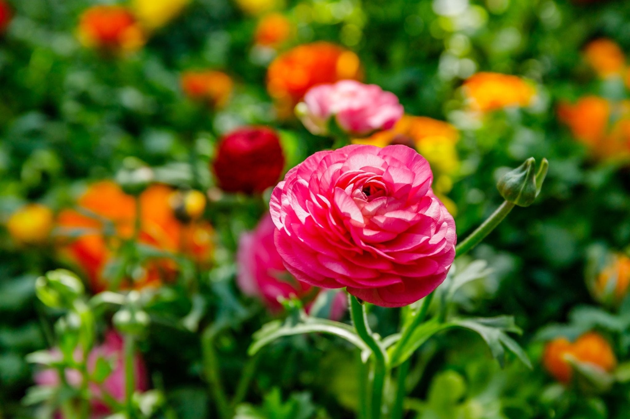 Ranunculus - The Irish Gardener Store