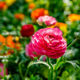 Ranunculus - The Irish Gardener Store