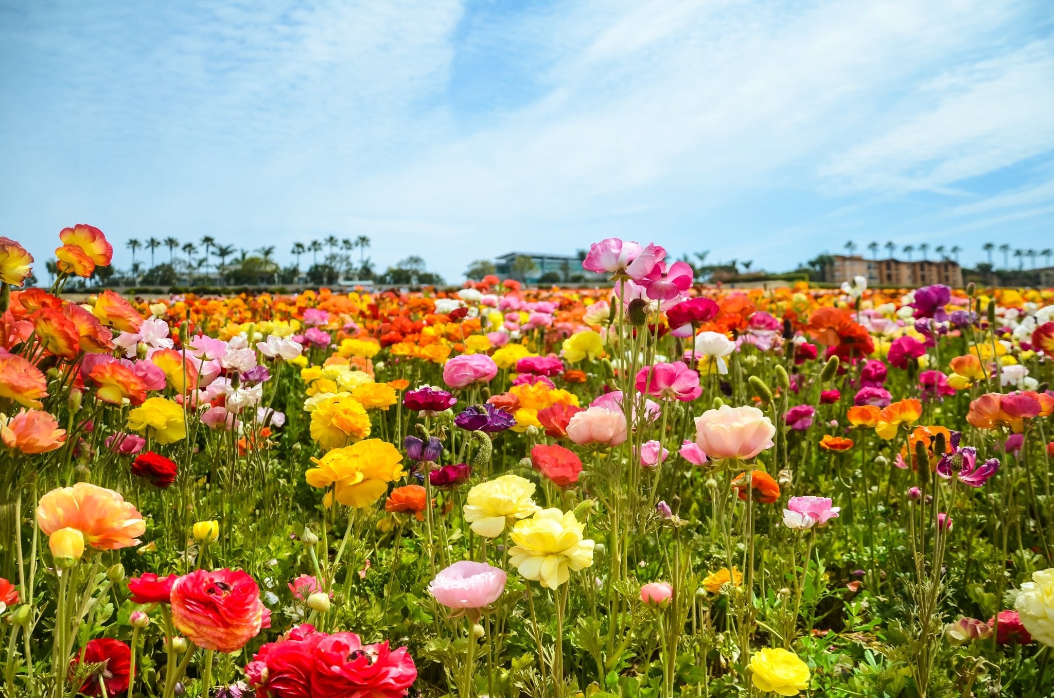 Ranunculus - The Irish Gardener Store