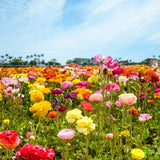 Ranunculus - The Irish Gardener Store