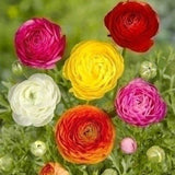 Ranunculus - The Irish Gardener Store